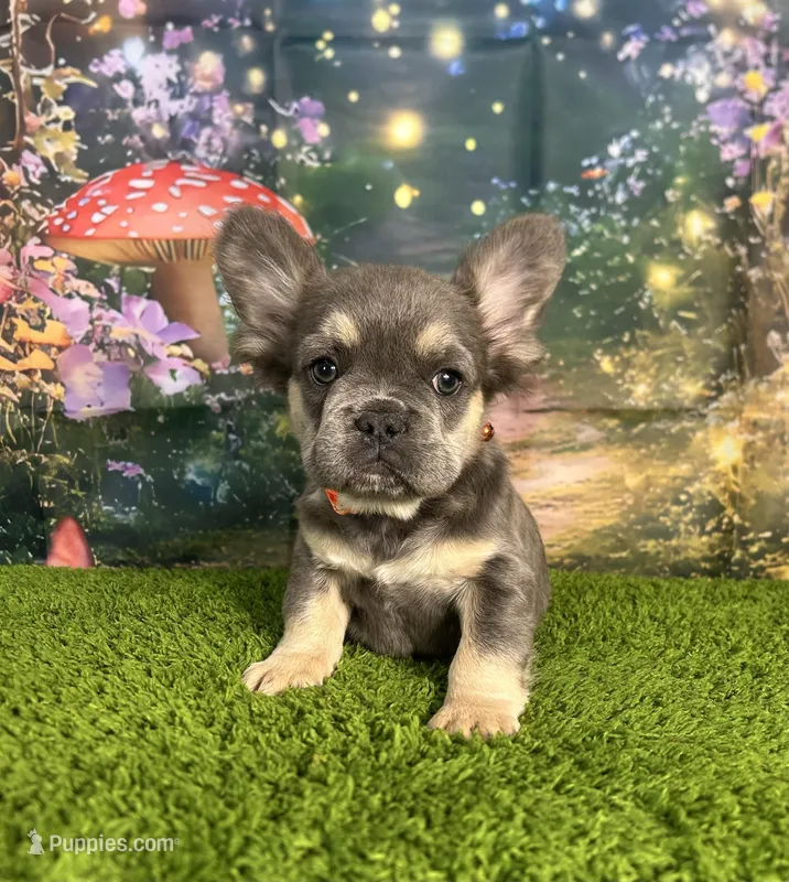 AKC Rocco  – French Bulldog puppy for sale in Bonne Terre, MO
