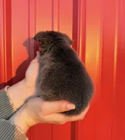 AKC Rocco , a male French Bulldog for sale in Bonne Terre, MO – Photo 5 of 9