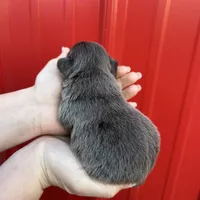 AKC Rocco , a male French Bulldog for sale in Bonne Terre, MO – Photo 8 of 9