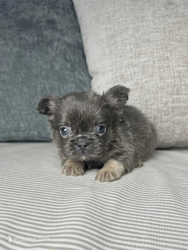 AKC Rocco  – French Bulldog puppy for sale in Bonne Terre, MO