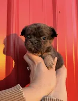 AKC Rocco , a male French Bulldog for sale in Bonne Terre, MO – Photo 4 of 9