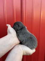 AKC Rocco , a male French Bulldog for sale in Bonne Terre, MO – Photo 6 of 6