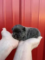 AKC Rocco , a male French Bulldog for sale in Bonne Terre, MO – Photo 5 of 6