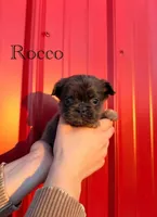 AKC Rocco , a male French Bulldog for sale in Bonne Terre, MO – Photo 3 of 9