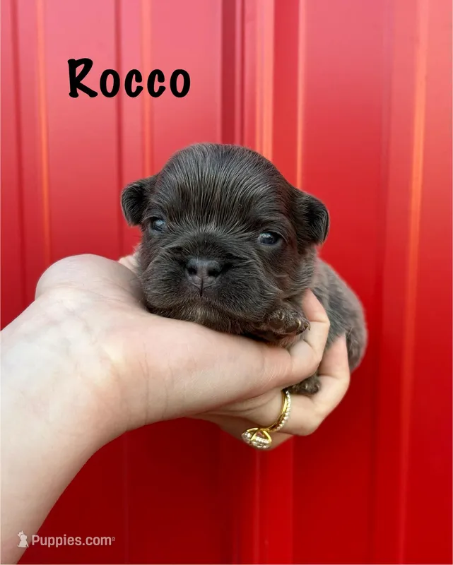 AKC Rocco 