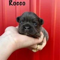 AKC Rocco , a male French Bulldog for sale in Bonne Terre, MO – Photo 7 of 9