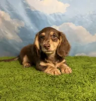 AKC Snickers, a male Miniature Dachshund for sale in Bonne Terre, MO – 2 of 10