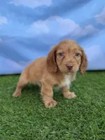 AKC Conway, a male Miniature Dachshund for sale in Bonne Terre, MO – 2 of 10