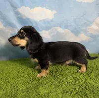 AKC Sutton , a male Miniature Dachshund for sale in Bonne Terre, MO – 2 of 10