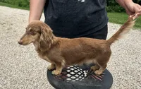 AKC Conway, a male Miniature Dachshund for sale in Bonne Terre, MO – 9 of 10