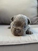 AKC Denver, a male French Bulldog for sale in Bonne Terre, MO – 2 of 10