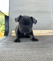 AKC Madden, a male French Bulldog for sale in Bonne Terre, MO – 3 of 7
