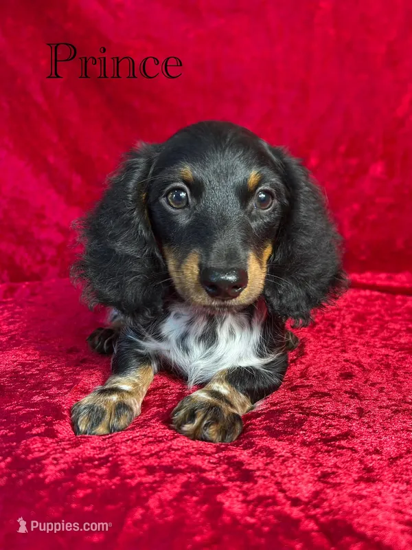 APRI Prince – Miniature Dachshund puppy for sale in Bonne Terre, MO