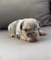 AKC Dusty, a male French Bulldog for sale in Bonne Terre, MO – 5 of 8