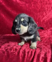 AKC Scout , a male Miniature Dachshund for sale in Bonne Terre, MO – 2 of 8
