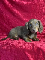AKC Denver , a male Miniature Dachshund for sale in Bonne Terre, MO – 3 of 10