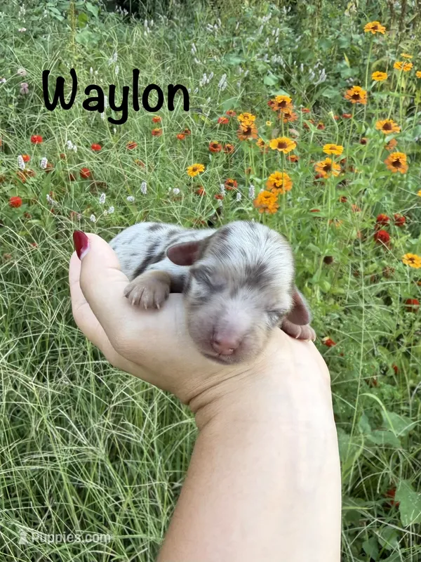 AKC Waylon – Miniature Dachshund puppy for sale in Bonne Terre, MO