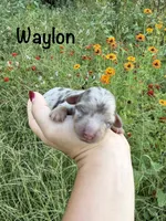 AKC Waylon, a male Miniature Dachshund for sale in Bonne Terre, MO – 1 of 10