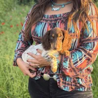 AKC Twix, a male Miniature Dachshund for sale in Bonne Terre, MO – 6 of 10