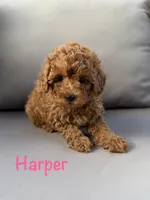 Harper , a female Poodle - Miniature  for sale in Bonne Terre, MO – 1 of 8