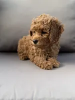 Hazel, a female Poodle - Miniature  for sale in Bonne Terre, MO – 2 of 8