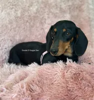 AKC Dolly, a female Miniature Dachshund for sale in Bonne Terre, MO – 9 of 10