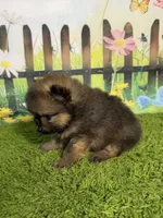 AKC Pip, a male Pomeranian for sale in Bonne Terre, MO – 8 of 10
