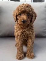 Holden , a male Poodle - Miniature  for sale in Bonne Terre, MO – 2 of 10