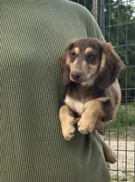 AKC Wilson, a male Miniature Dachshund for sale in Bonne Terre, MO – 3 of 5