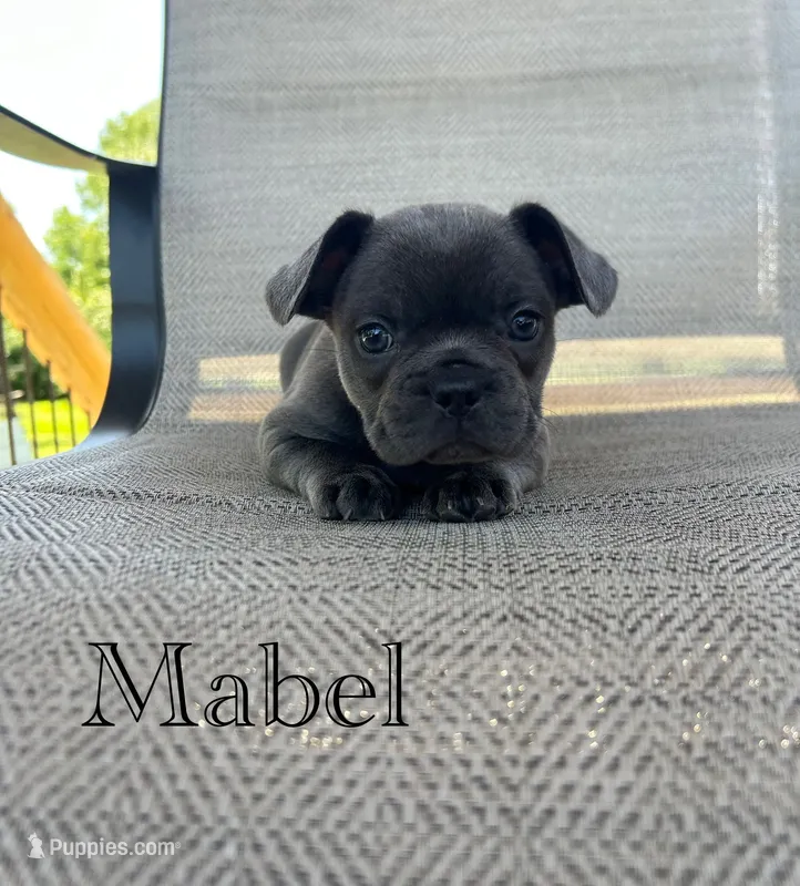 AKC Mabel  – French Bulldog puppy for sale in Bonne Terre, MO