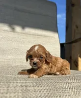 APRI Annie, a female Cavapoo for sale in Bonne Terre, MO – 2 of 7