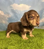 AKC Snickers, a male Miniature Dachshund for sale in Bonne Terre, MO – 8 of 10