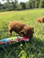 Luca , a male Poodle - Miniature  for sale in Bonne Terre, MO – 5 of 6