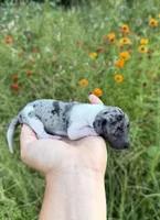 AKC Jolene , a female Miniature Dachshund for sale in Bonne Terre, MO – 8 of 10