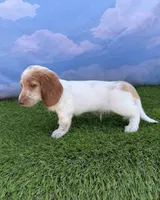 AKC Colter, a male Miniature Dachshund for sale in Bonne Terre, MO – 6 of 10