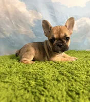 AKC Jolene, a female French Bulldog for sale in Bonne Terre, MO – 5 of 8