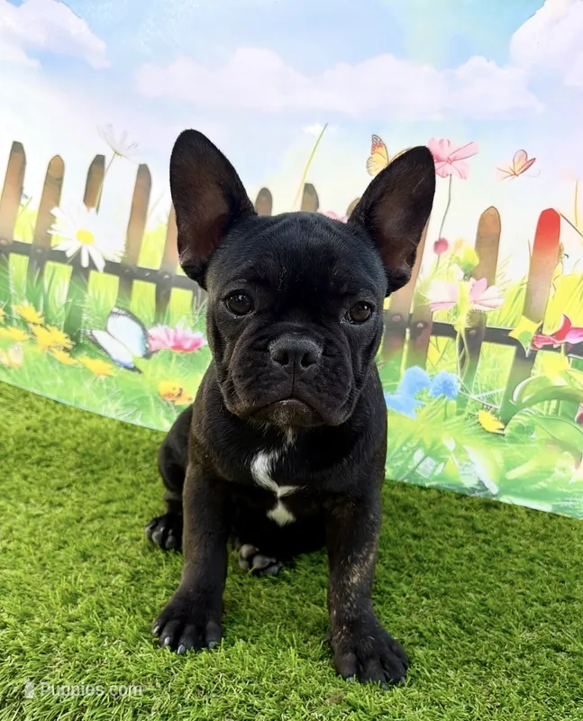 AKC Jada – French Bulldog puppy for sale in Bonne Terre, MO
