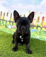 AKC Jada, a female French Bulldog for sale in Bonne Terre, MO – 1 of 10
