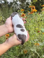 AKC Cookie, a female Miniature Dachshund for sale in Bonne Terre, MO – 3 of 7