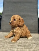 APRI Tucker , a male Cavapoo for sale in Bonne Terre, MO – 6 of 10
