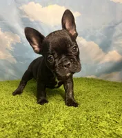 AKC Jada, a female French Bulldog for sale in Bonne Terre, MO – 4 of 8