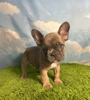 AKC Jax, a male French Bulldog for sale in Bonne Terre, MO – 3 of 9