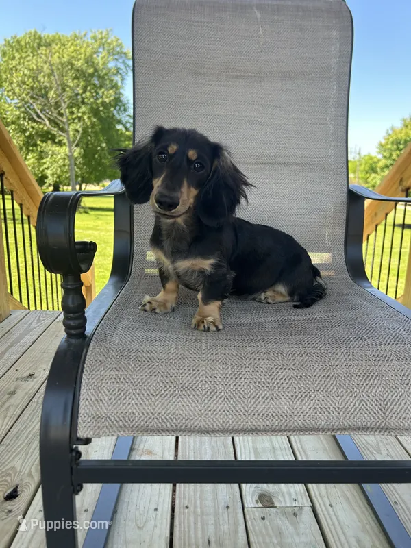AKC Asher – Miniature Dachshund puppy for sale in Bonne Terre, MO