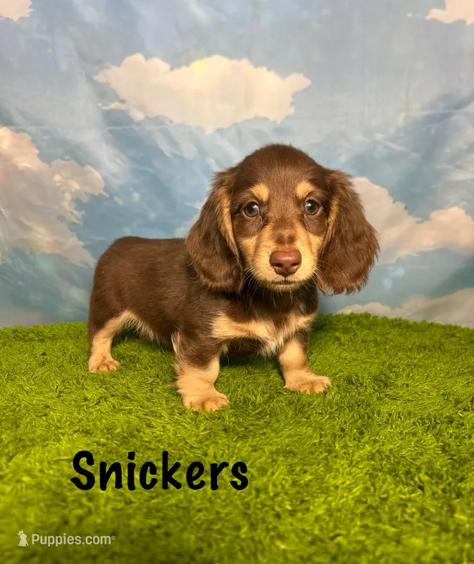 AKC Snickers – Miniature Dachshund puppy for sale in Bonne Terre, MO