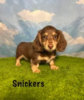 AKC Snickers, a male Miniature Dachshund for sale in Bonne Terre, MO – 6 of 10