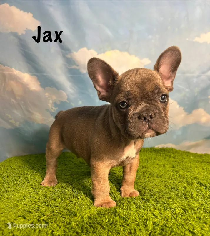 AKC Jax – French Bulldog puppy for sale in Bonne Terre, MO