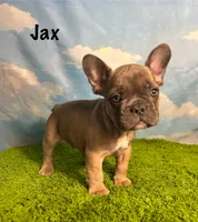AKC Jax, a male French Bulldog for sale in Bonne Terre, MO – 1 of 9