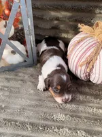 AKC Bailey, a female Miniature Dachshund for sale in Bonne Terre, MO – 3 of 7