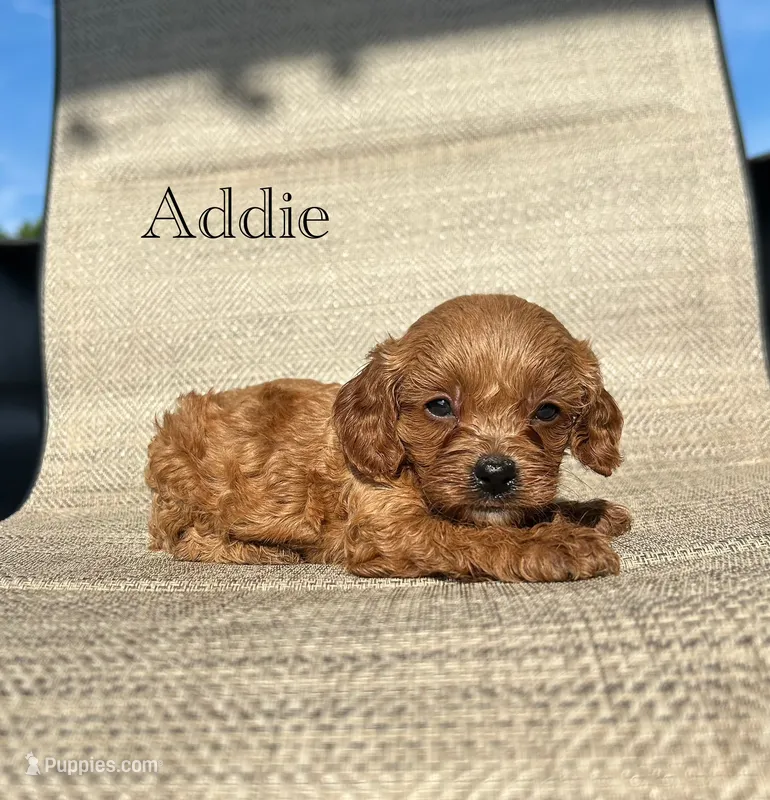 APRI Addie – Cavapoo puppy for sale in Bonne Terre, MO
