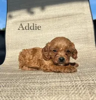 APRI Addie, a female Cavapoo for sale in Bonne Terre, MO – 1 of 5